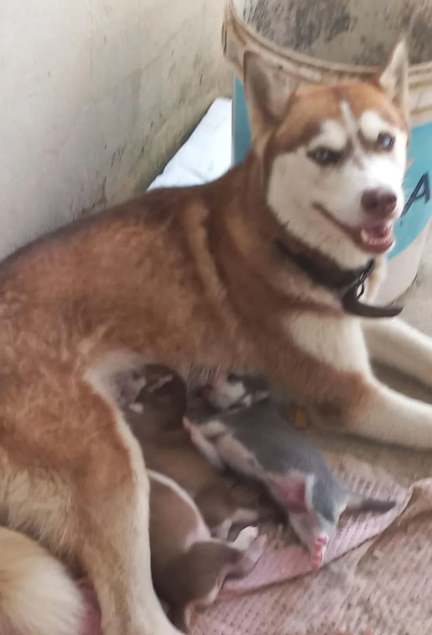 Filhotes de Husky Siberiano - Foto 5