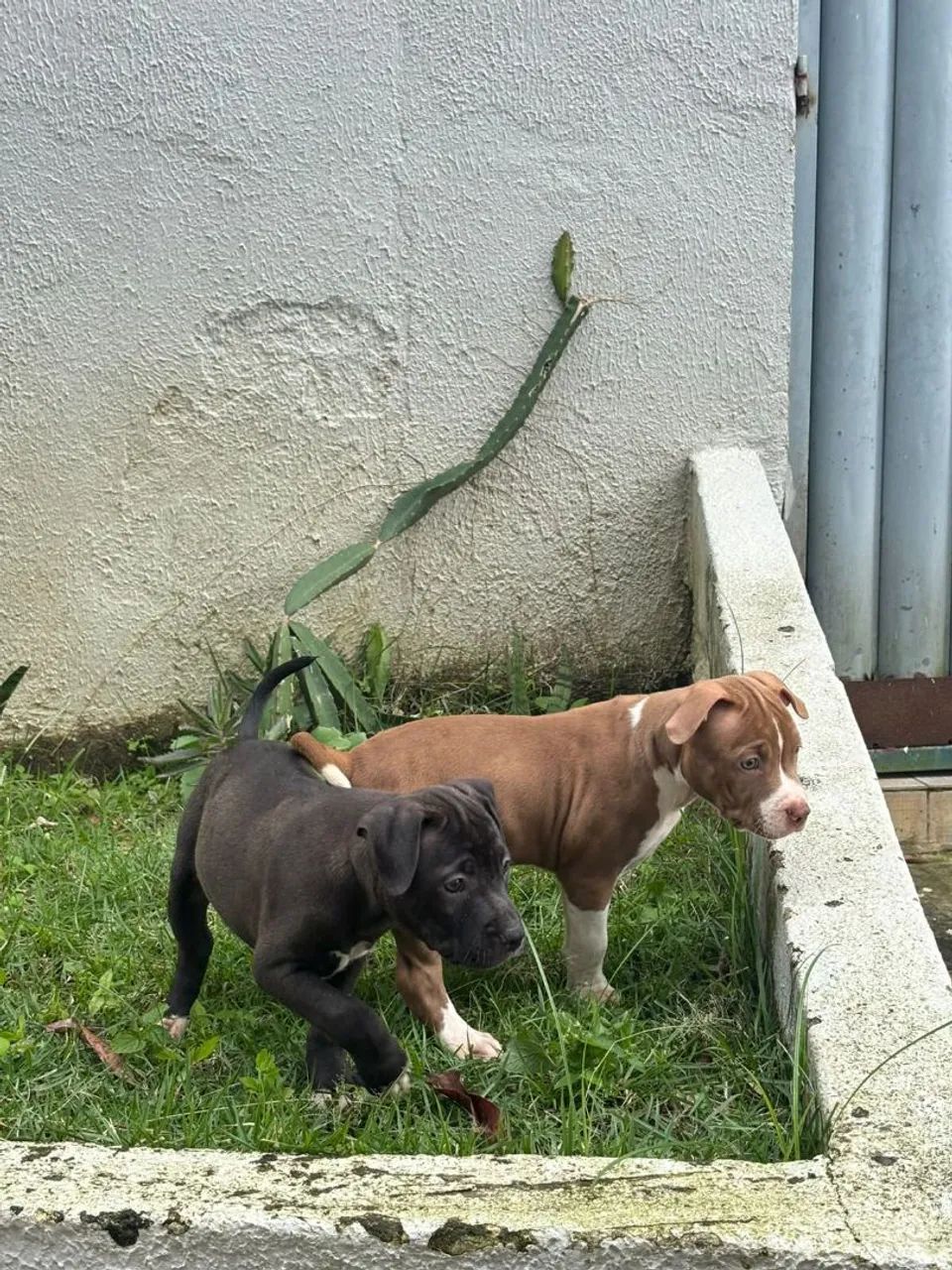 PITMONSTER, PITBULL - Foto 5