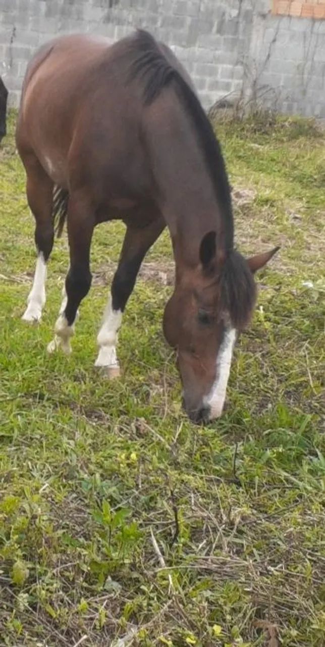 Vendo cavalo crioulo 