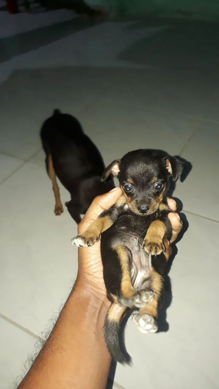 Filhote de pinscher n1 MACHO  - Foto 3