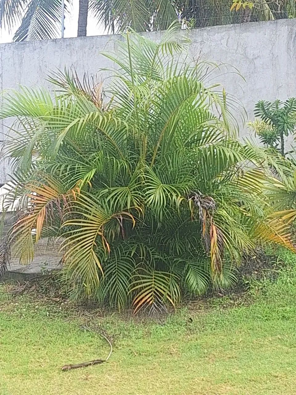 Areca Bambu