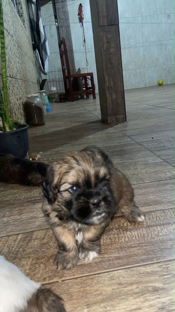 Shitzu  - Foto 2