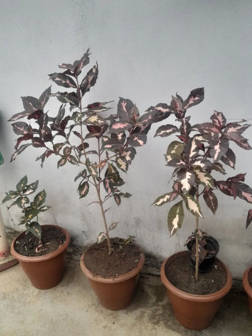 PLANTA CARICATA (Graptophyllum pictum) - Foto 2