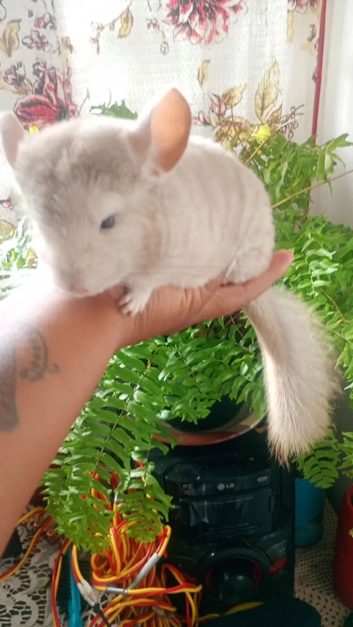 Chinchila macho  - Foto 2