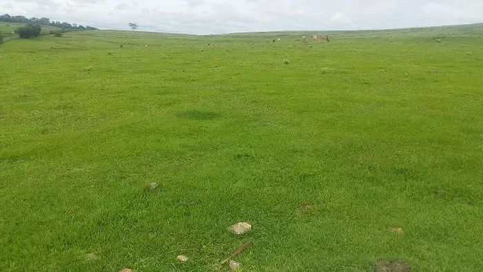 PECUÁRIA - Área Rural 10 Alqueires - Foto 4