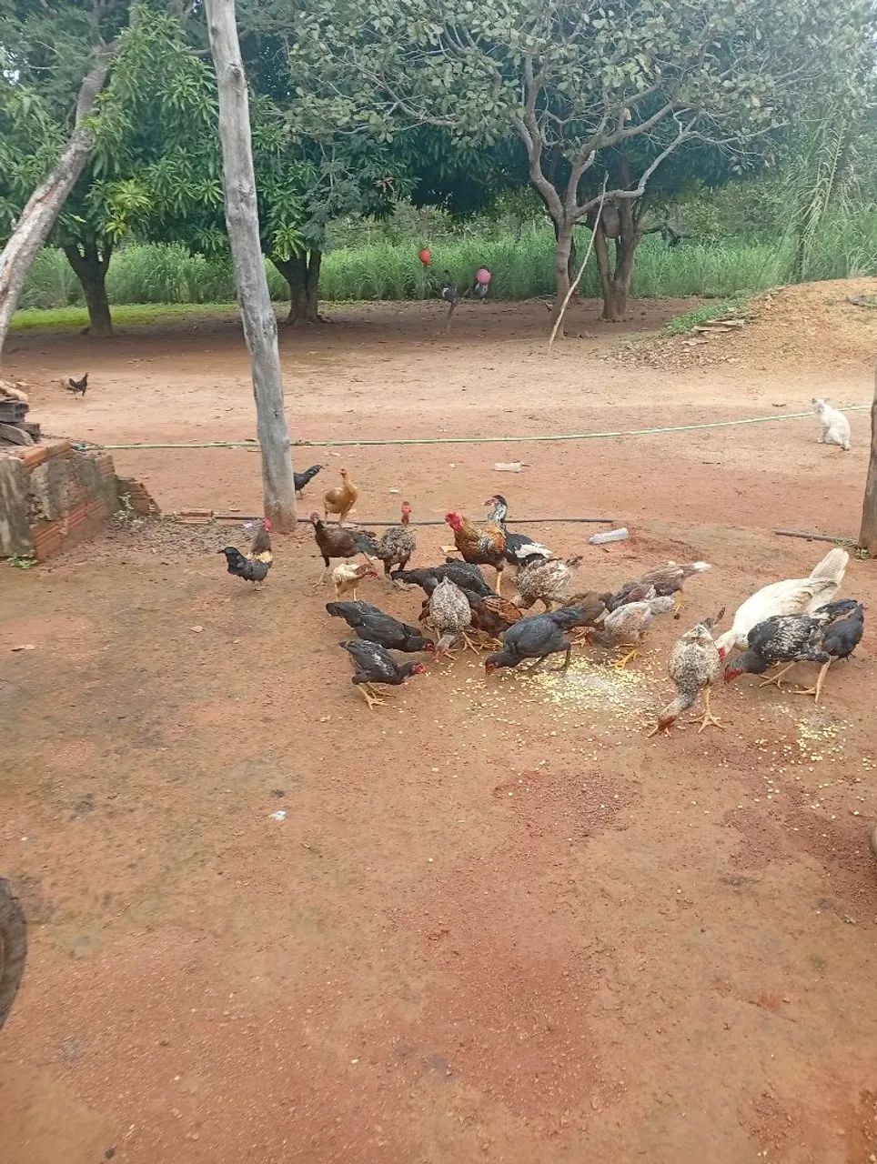 Fazenda a venda  - Foto 3