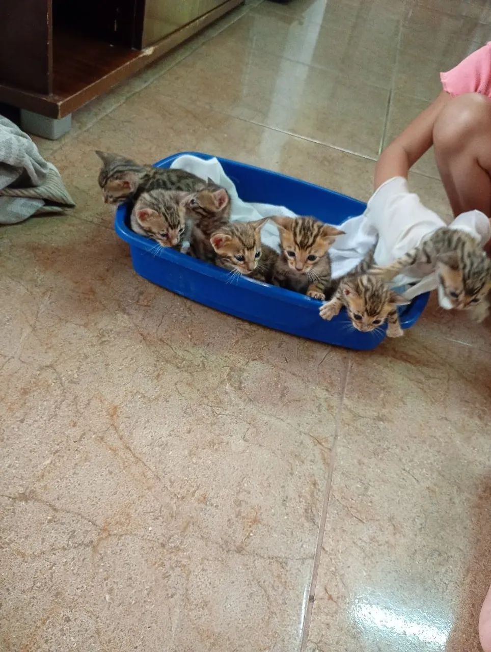 Filhotes Gato Bengal Lindas Rosetas Pedigree linhagem Européia  
