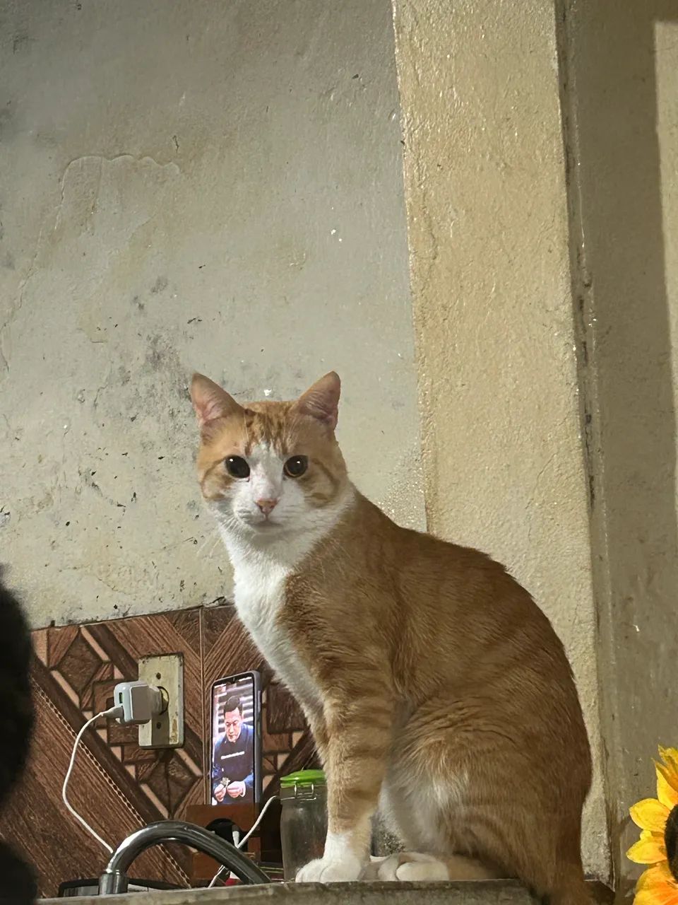 Adoção de gatos - Foto 2