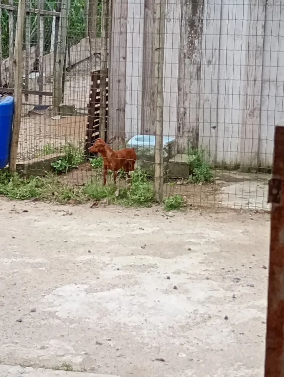 Cachorro  - Foto 2