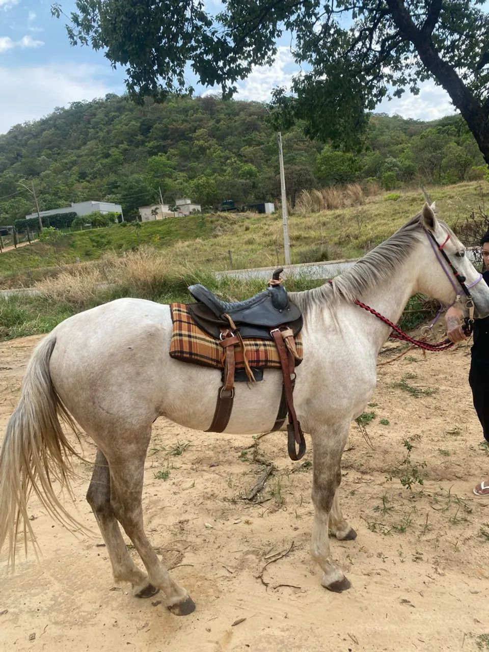 Cavalo  - Foto 4