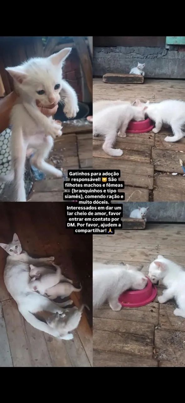 Doação de gatos 