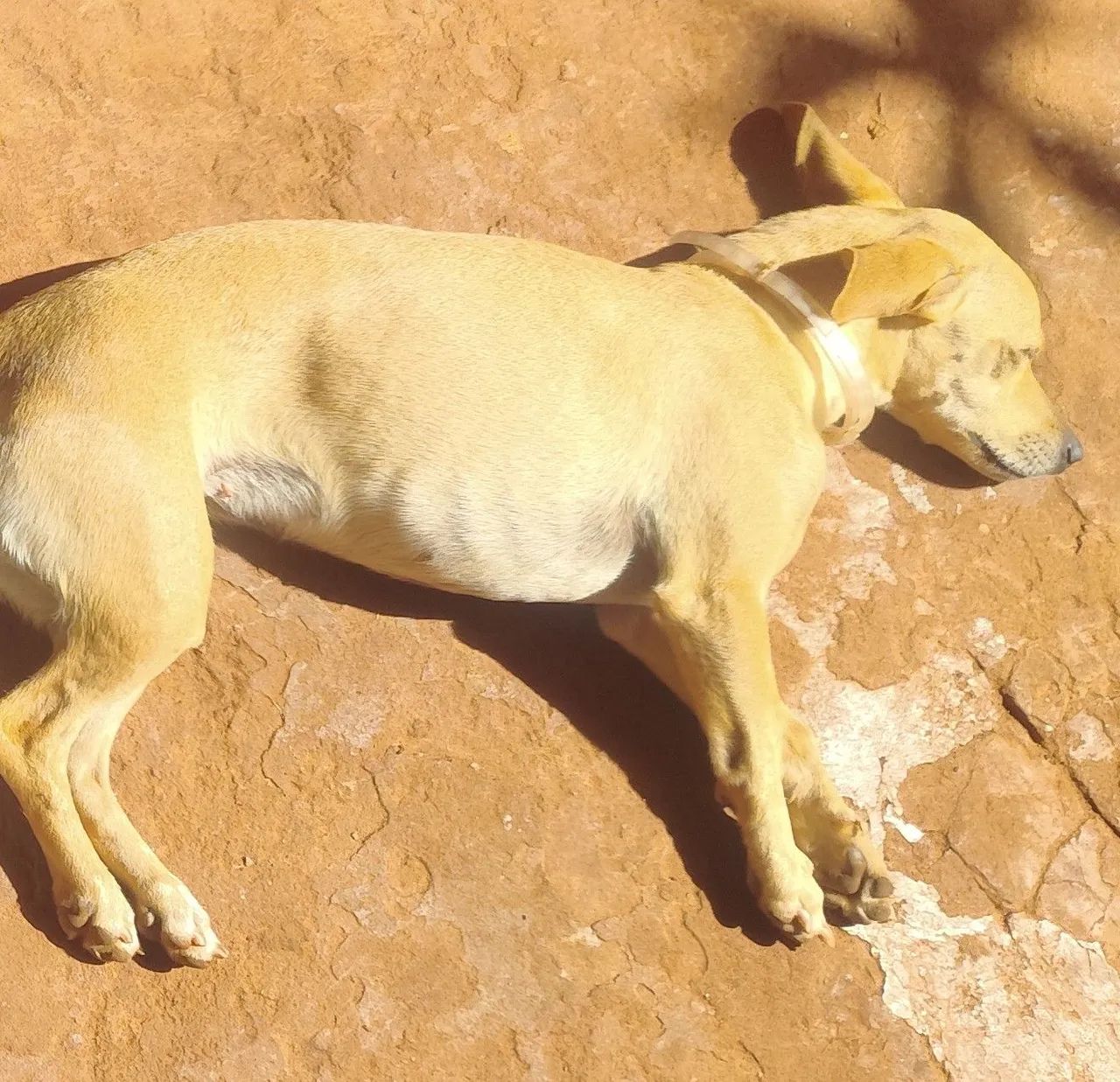 DOA-SE - Foto 2