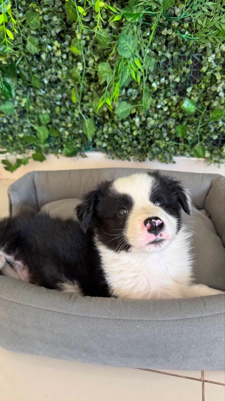 Border collie  - Foto 3