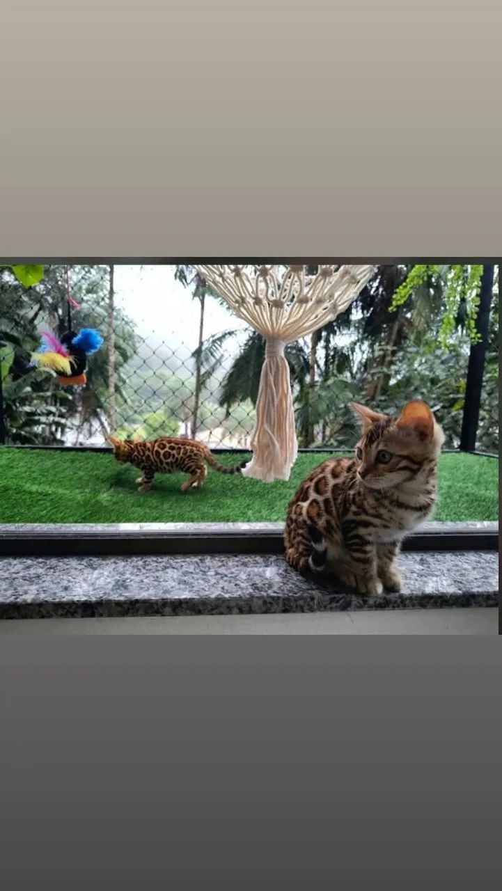 Filhotes bengal gato de bengala 