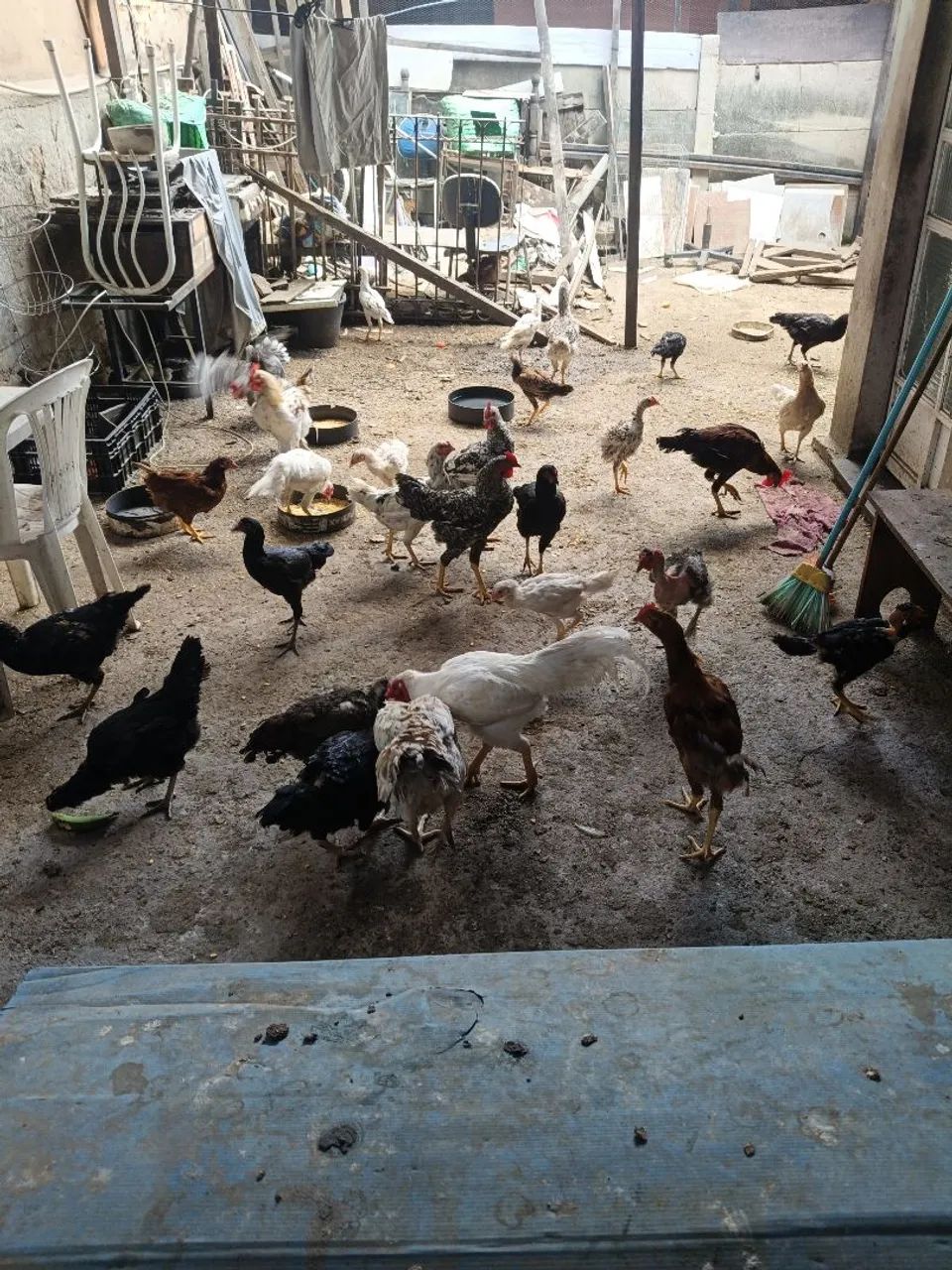 Galinhas  - Foto 2