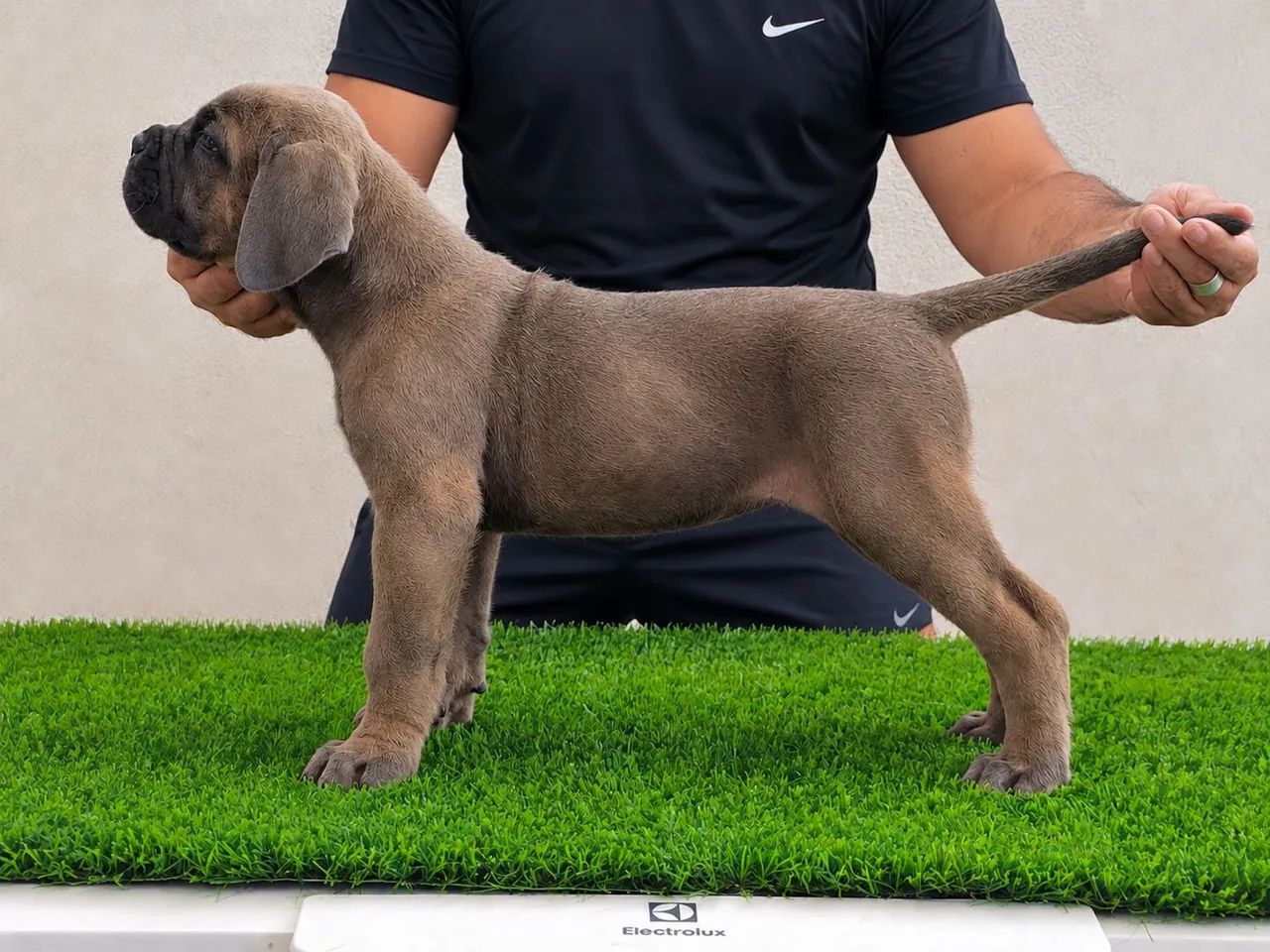 Cane corso  - Foto 3
