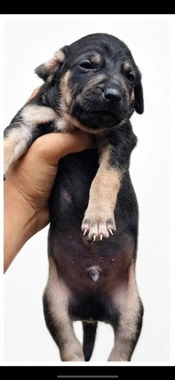 Cachorro - Foto 2