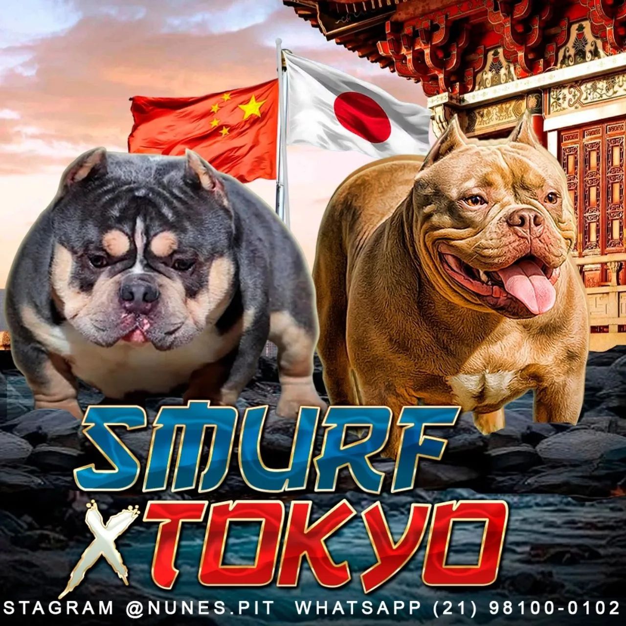 American bully micro fêmea  - Foto 4