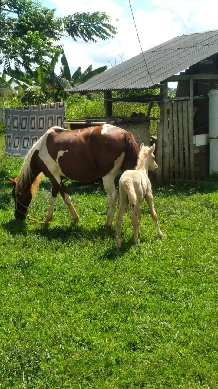 Vende se uma boa égua 