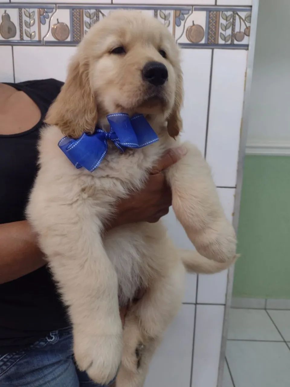 Golden Retrivier  - Foto 2