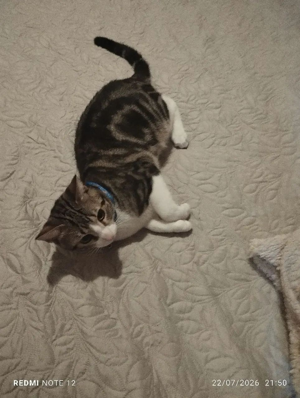 Doação gato - Foto 3