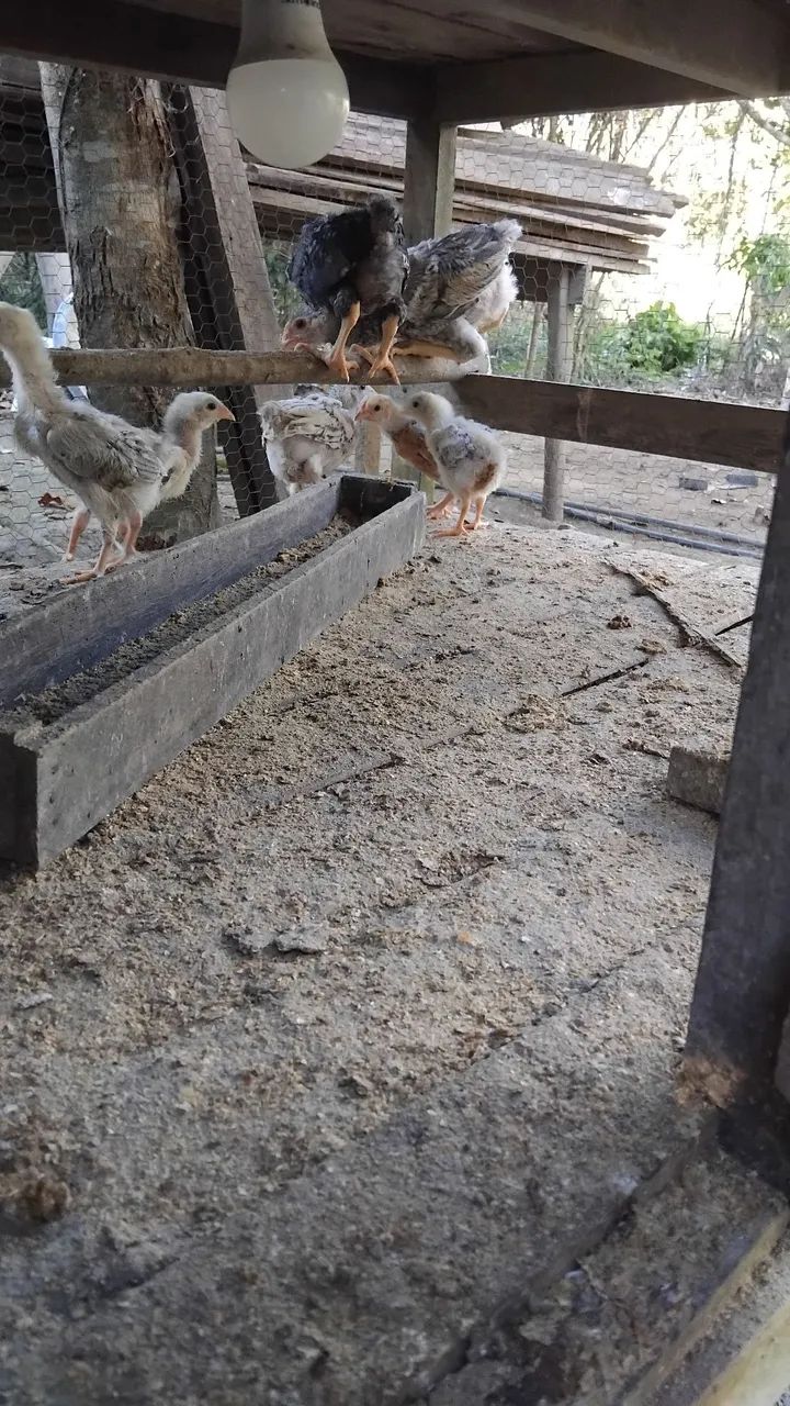 VENDO 7 PINTOS  
