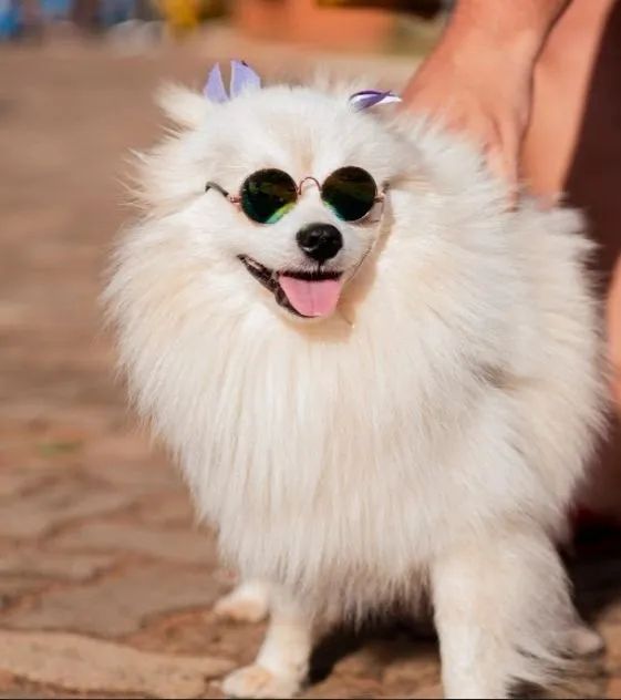 Cachorro - Foto 2