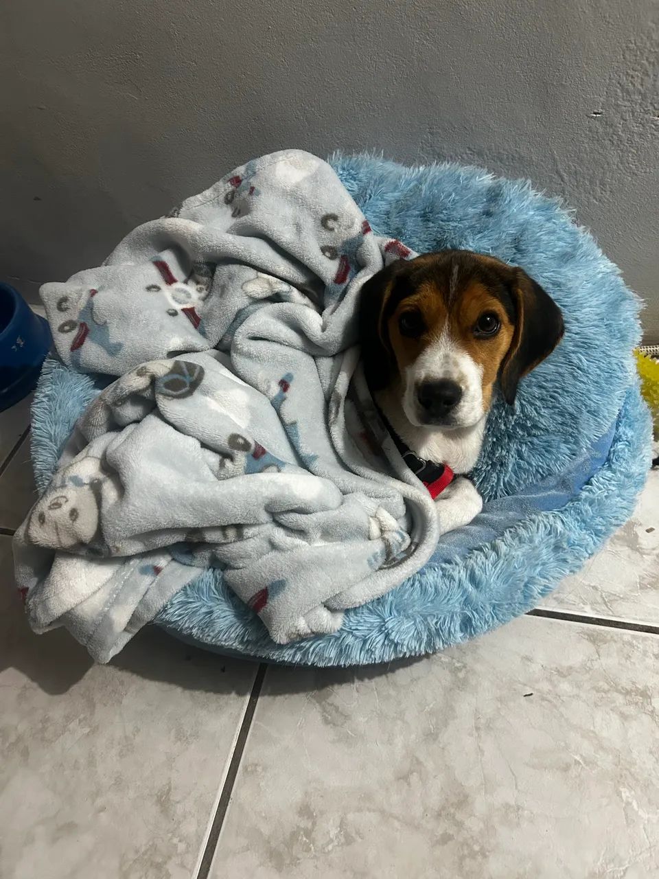 Cachorro beeagle - Foto 3