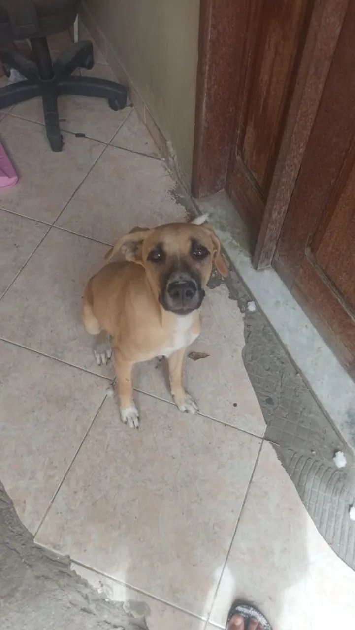 Cadela adoção responsável  - Foto 2