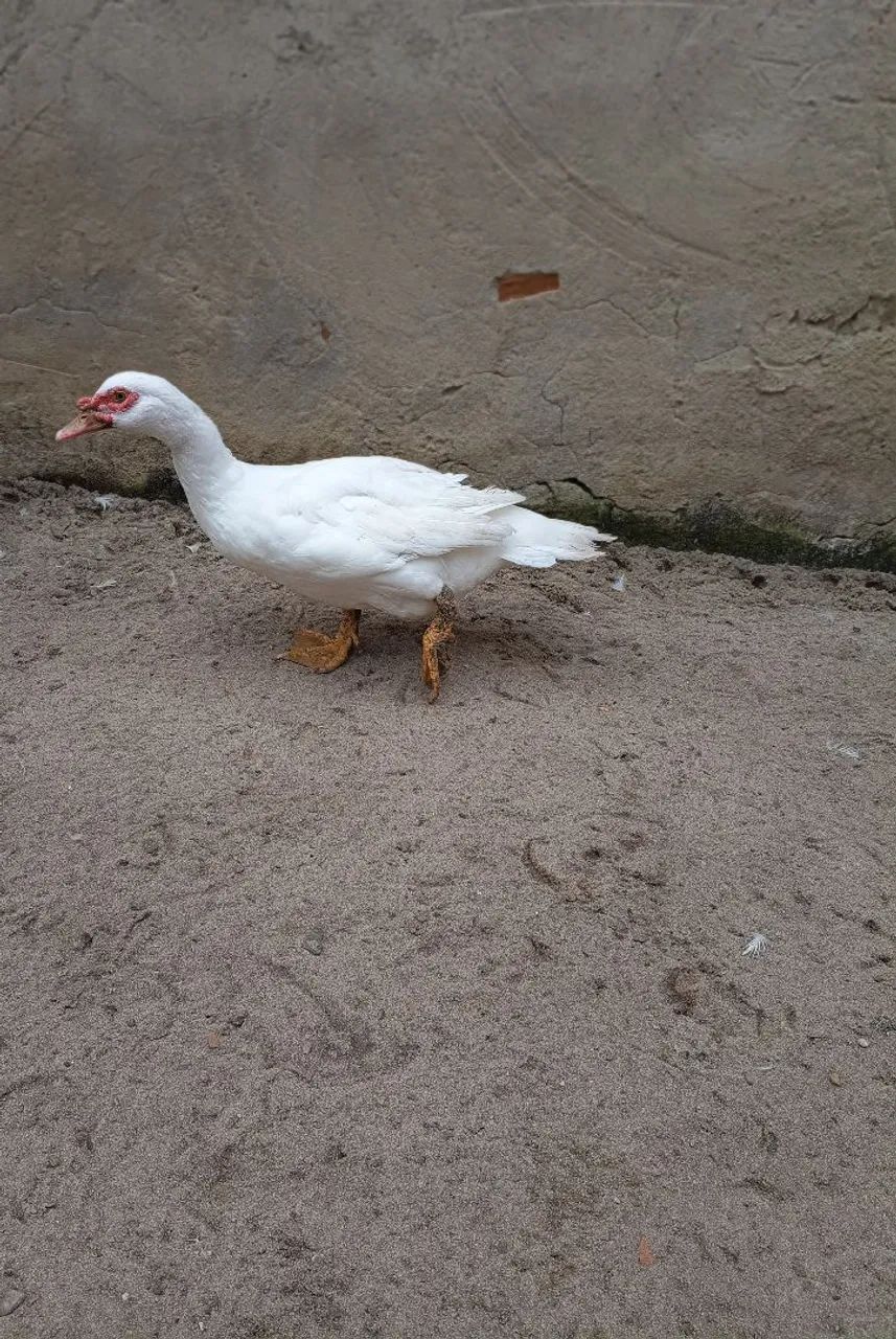 Pato - Foto 5