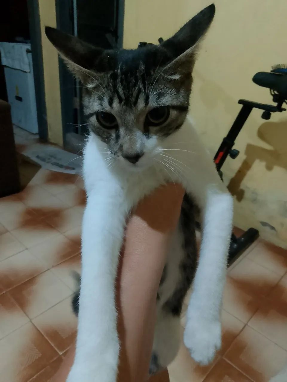 Gato macho