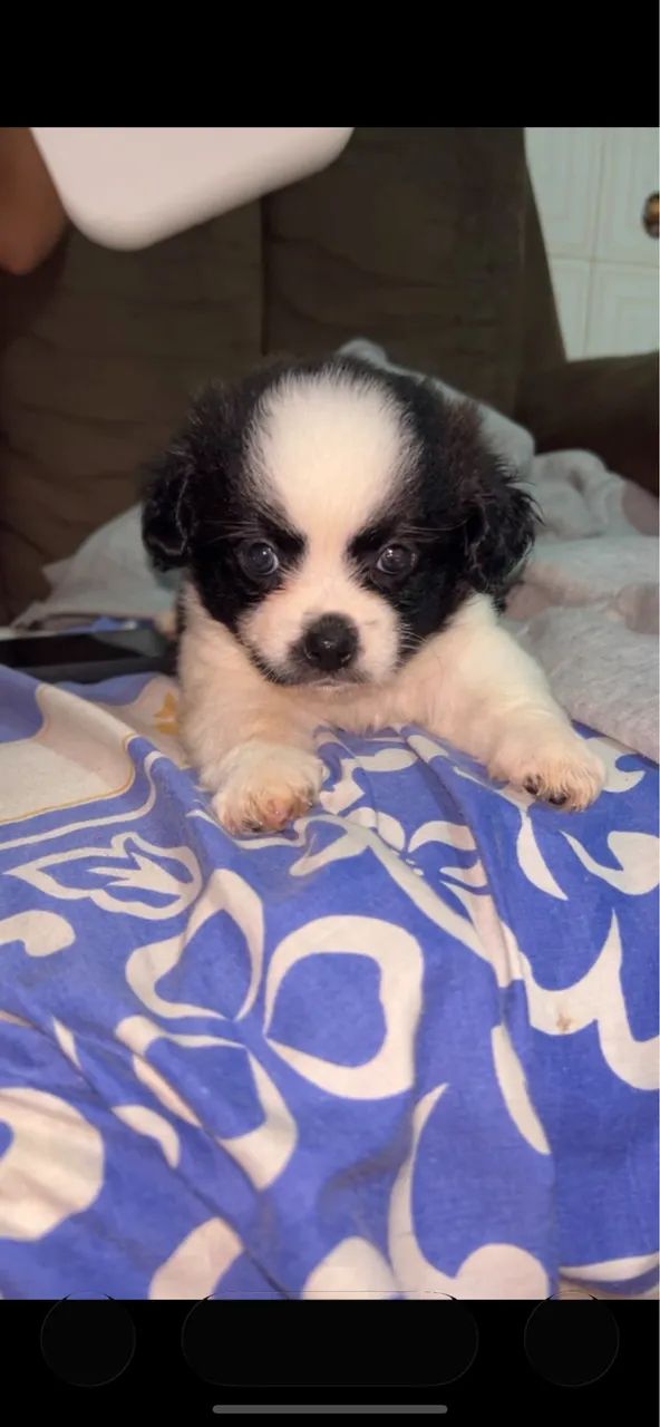 Vendo cachorro macho - Foto 2