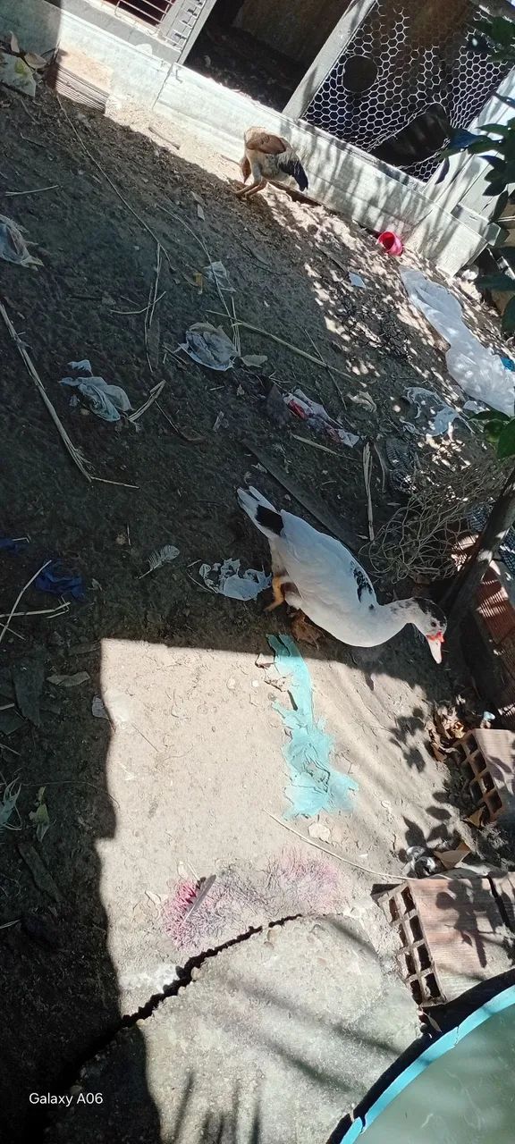 Patos  - Foto 2