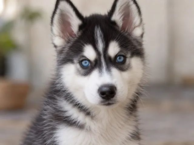 Husky siberiano lindo e saudavel 