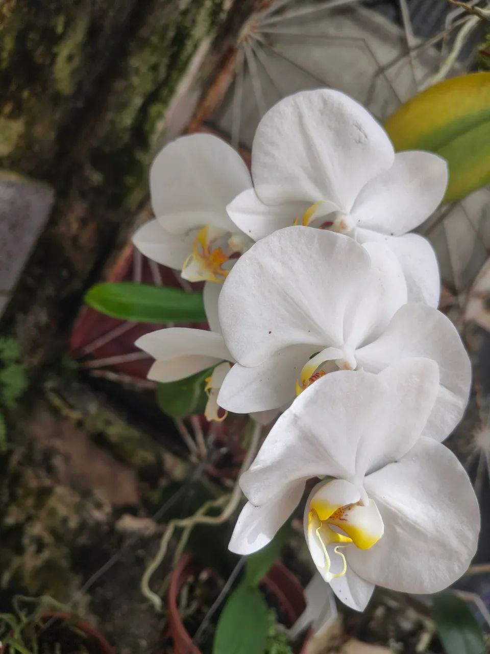 Lindas Orquídeas Cattleyas, Phal e outras - Foto 3