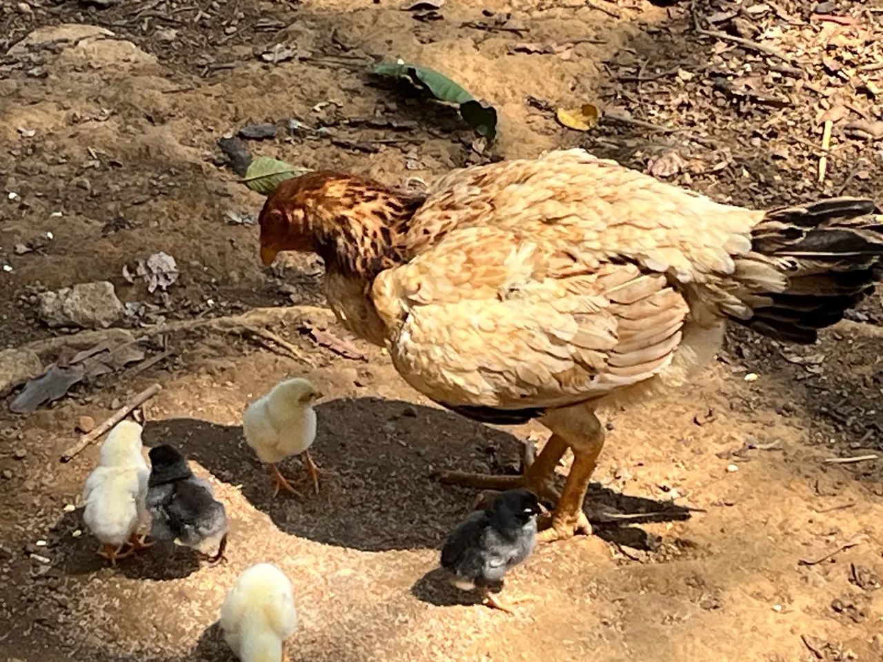 Galinhas e patos 