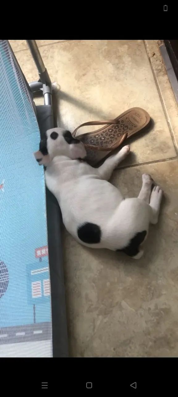 Bulldog francês macho  - Foto 2