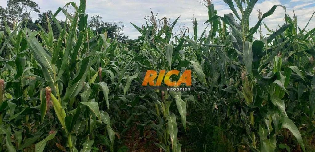 Vende-se Fazenda com 710 Hectares em Humaitá-AM! - Foto 3
