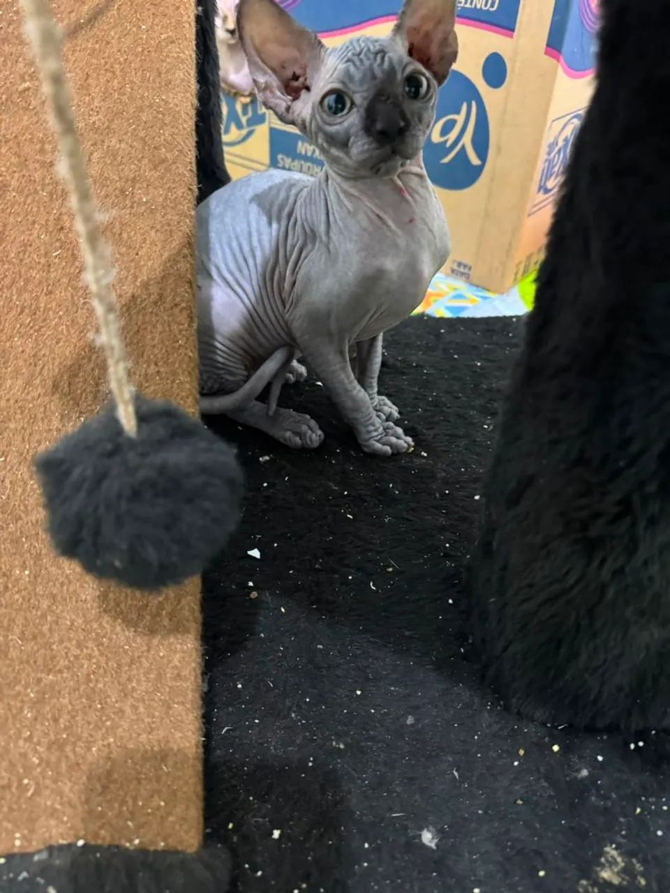 macho sphynx  filhote - Foto 3