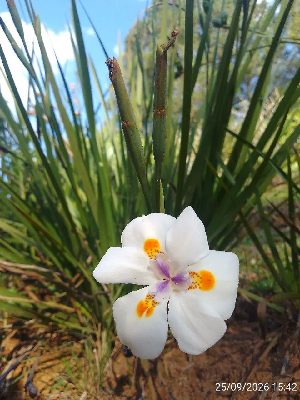 Moreia branca 