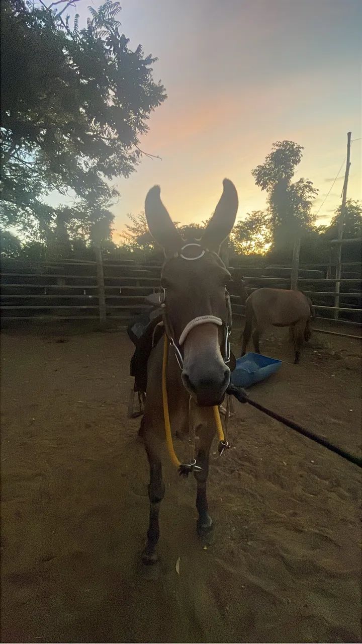 Vendo mula boa , quem tiver interesse, só chamar  - Foto 2