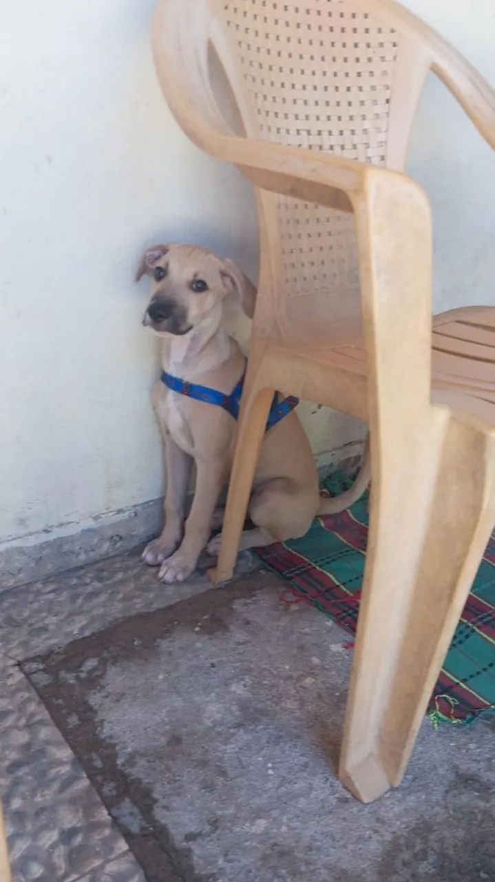 cachorro para adoção responsável - Foto 4
