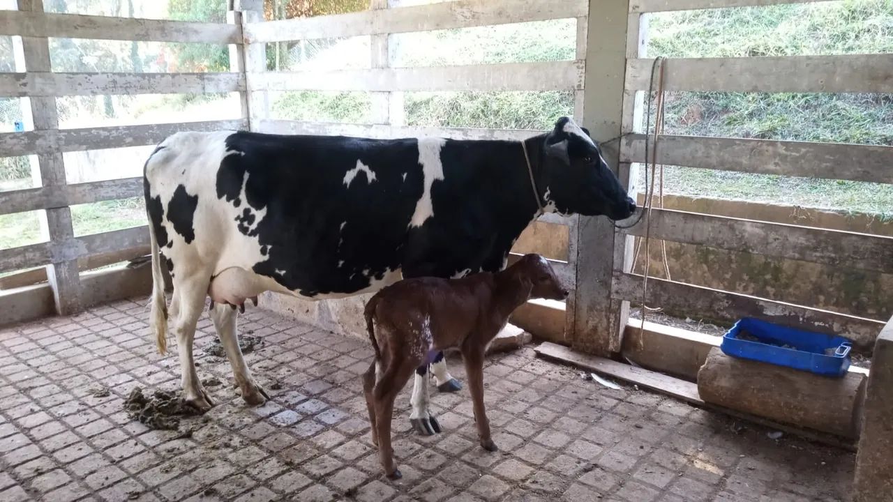 Caseiro para sítio  - Foto 2