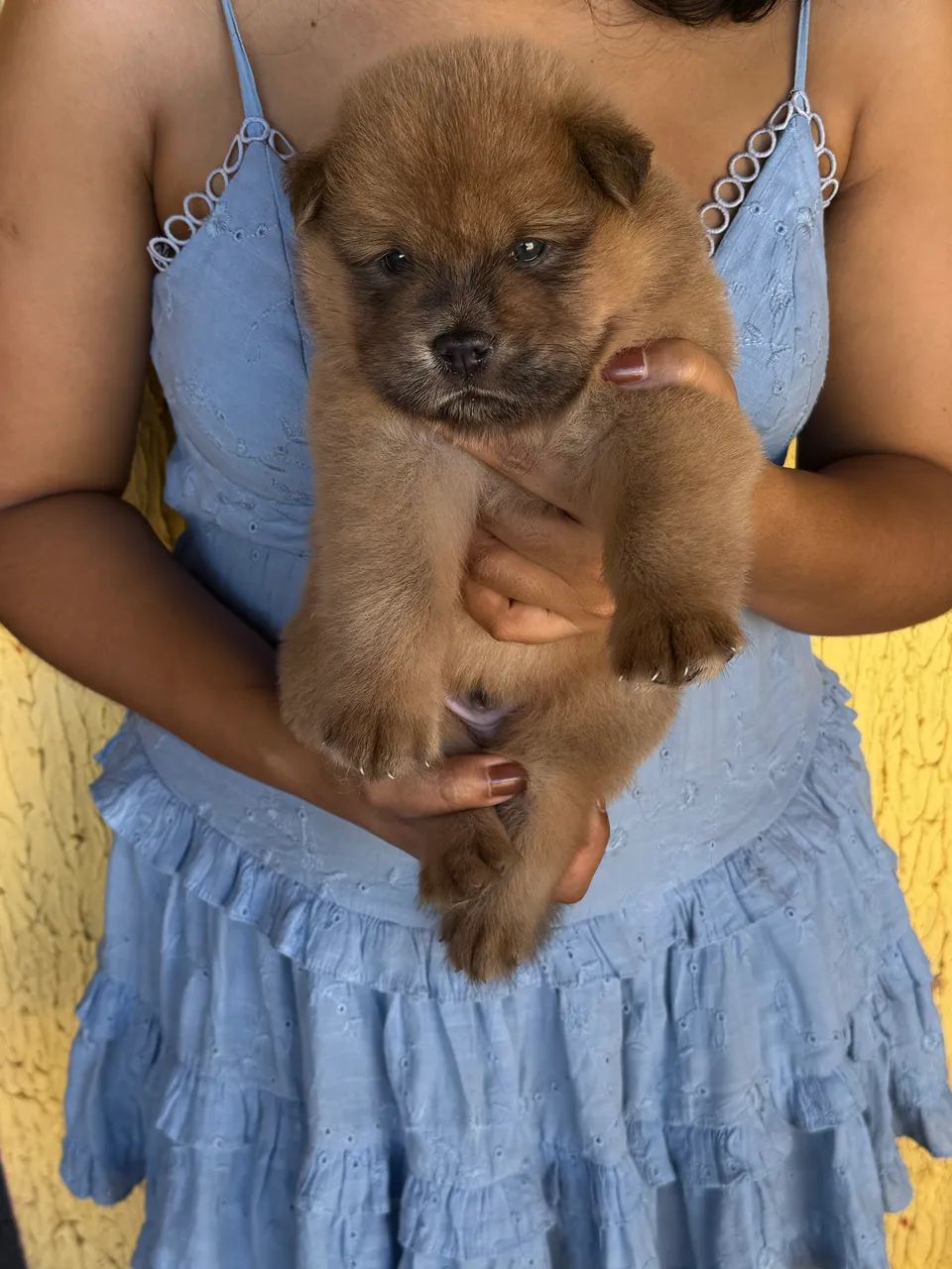 Filhote de Chow Chow - Foto 2