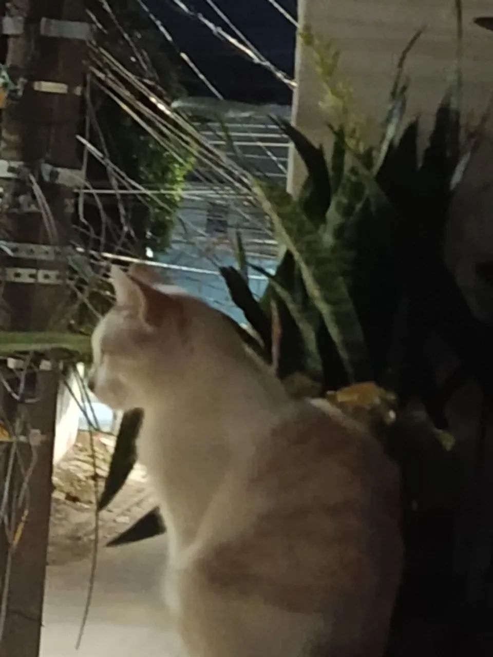DOANDO GATO MACHO 