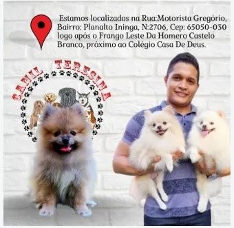 SHIH TZU MACHO - Foto 3
