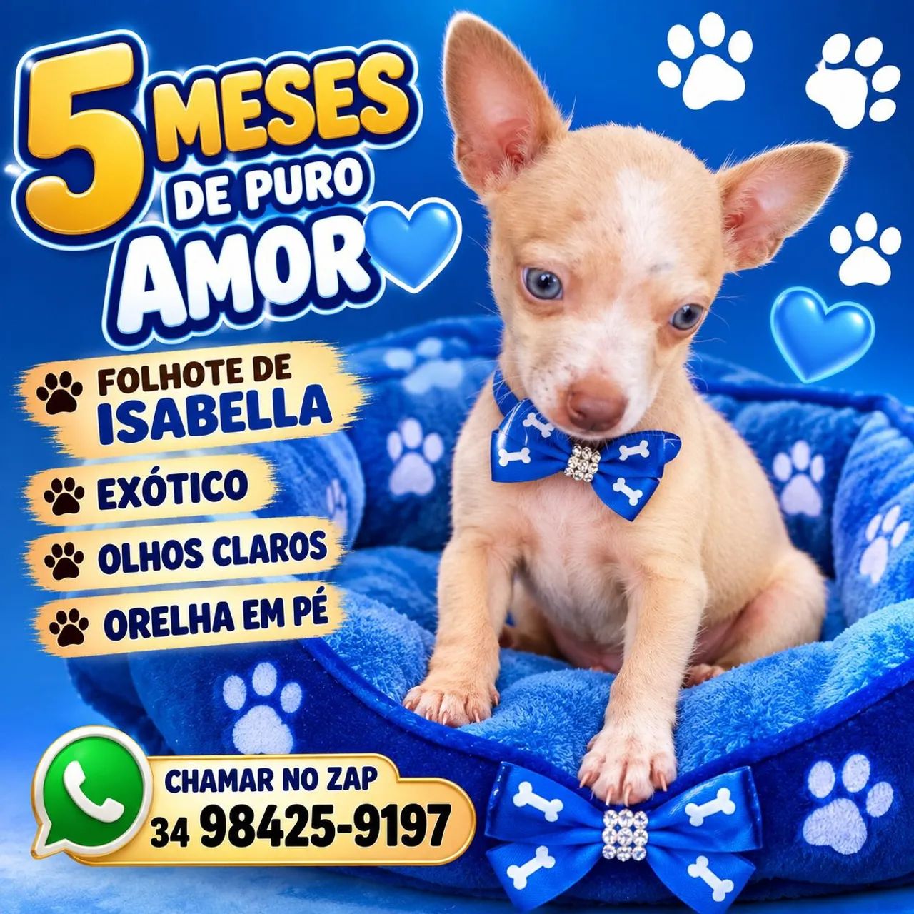 Pinscher - Foto 4