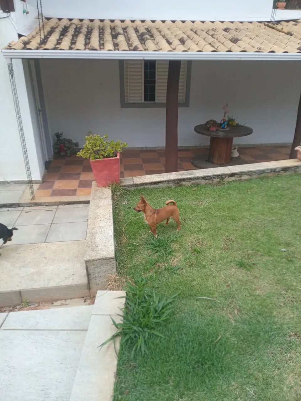 Pinscher 8 meses