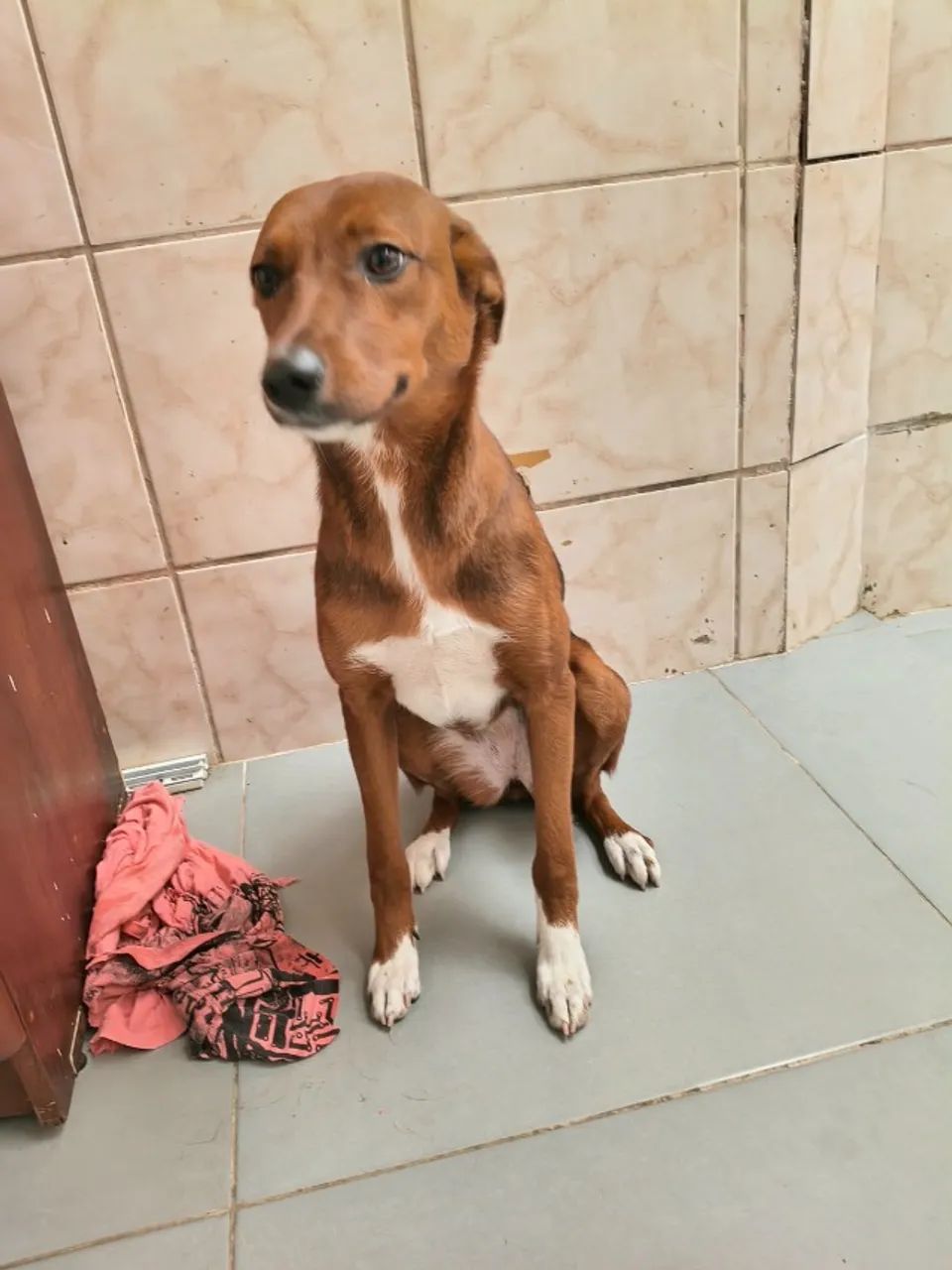 Muffin Adoção - Foto 3