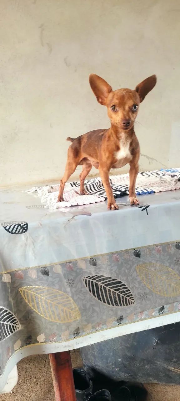 Pinscher Macho chocomerle  - Foto 2